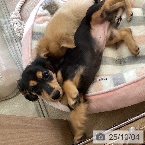 ミニチュア・ダックスフンドの写真