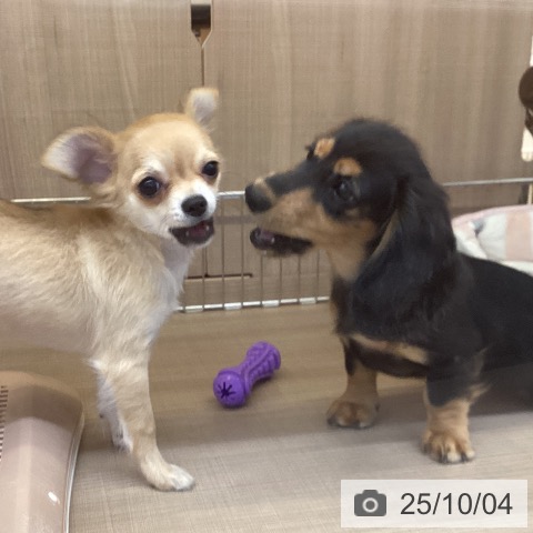 ミニチュア・ダックスフンドの写真