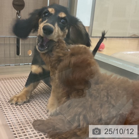 ミニチュア・ダックスフンドの写真