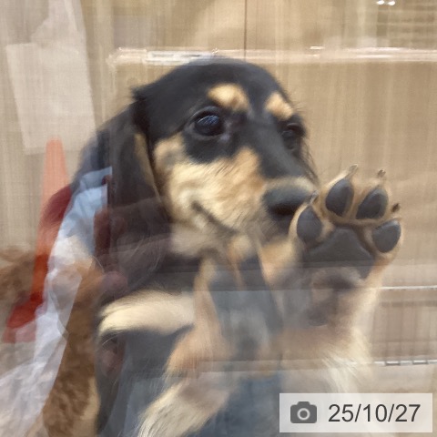 ミニチュア・ダックスフンドの写真