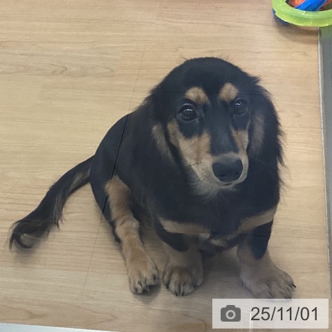 ミニチュア・ダックスフンドの写真