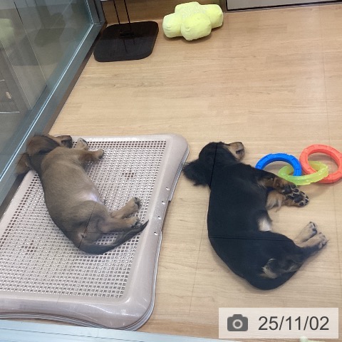 ミニチュア・ダックスフンドの写真