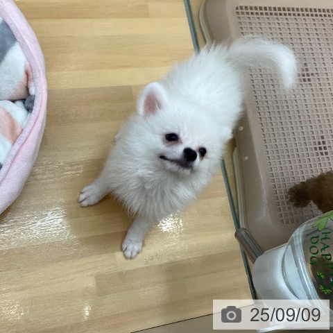 ポメラニアンの写真
