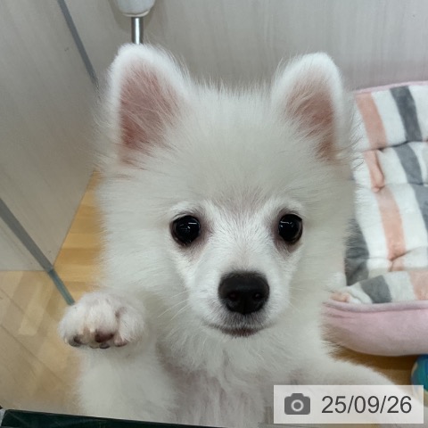 ポメラニアンの写真