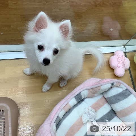 ポメラニアンの写真