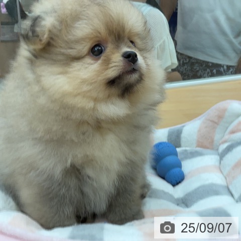 ポメラニアンの写真