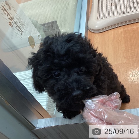 トイ・プードルの写真