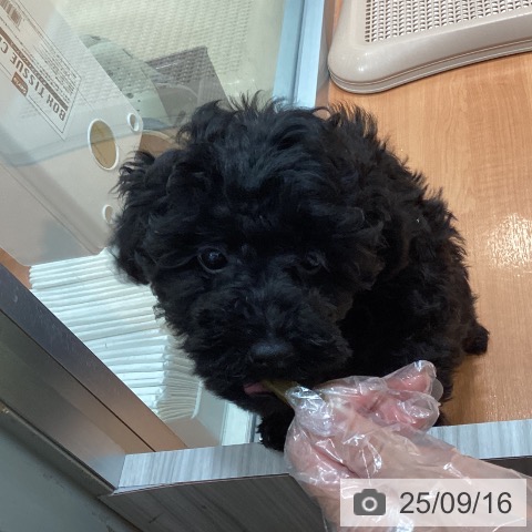 トイ・プードルの写真