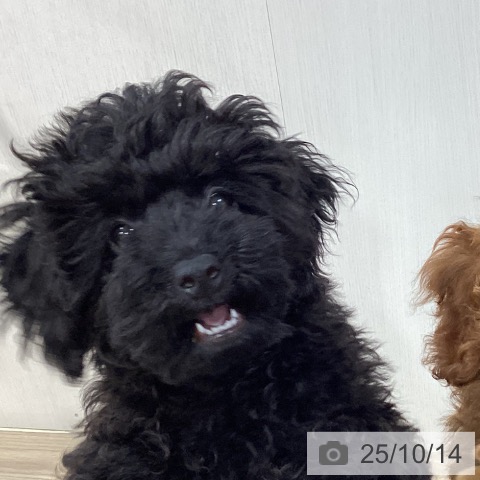 トイ・プードルの写真