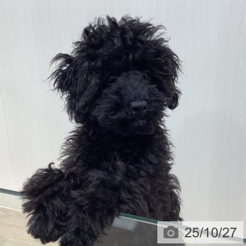 トイ・プードルの写真