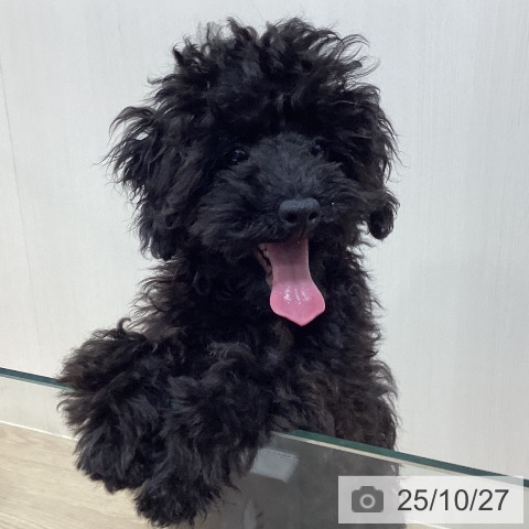 トイ・プードルの写真