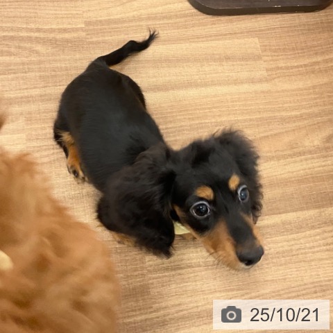 ミニチュア・ダックスフンドの写真