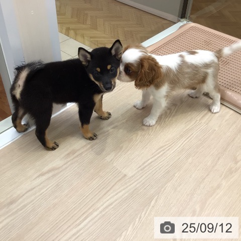 柴の写真