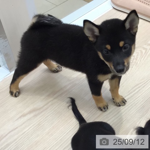 柴の写真