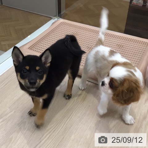 柴の写真