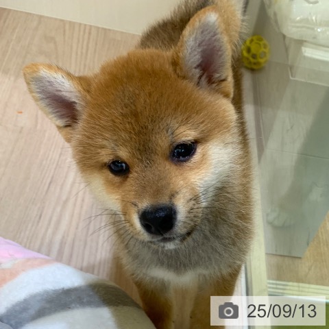 柴の写真