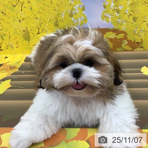 シー・ズーの写真