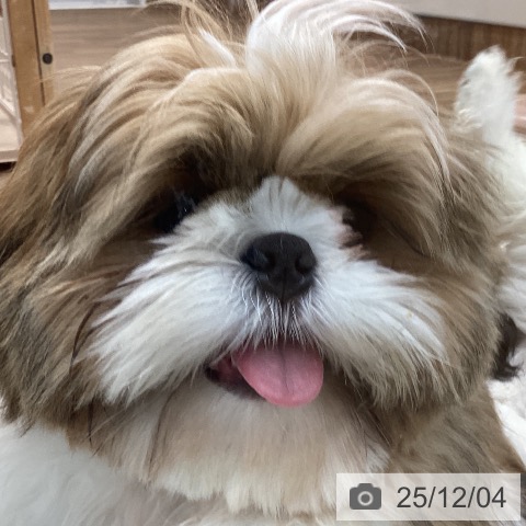 茨城県のシーズー (ペッツワン 阿見店/2025年7月8日生まれ/男の子/ゴールドホワイト)の子犬の3枚目の画像