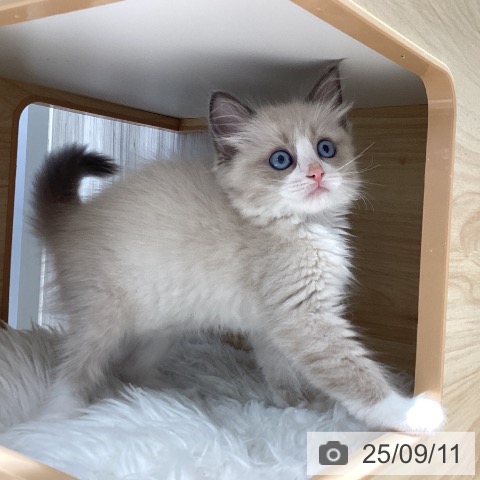 ラグドールの写真
