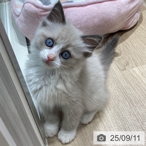 ラグドールの写真