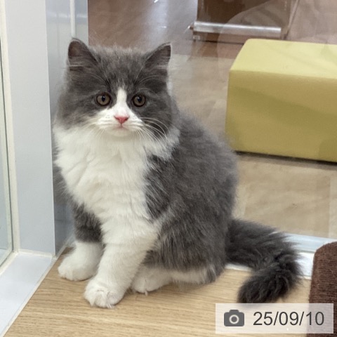 スコティッシュフォールドの写真