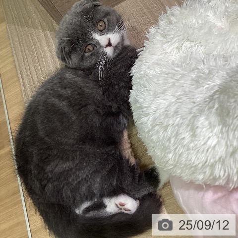 スコティッシュフォールドの写真