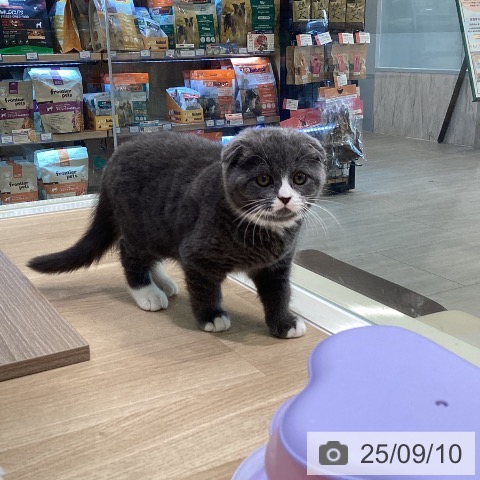 スコティッシュフォールドの写真