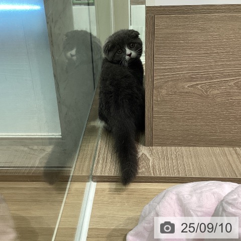 スコティッシュフォールドの写真