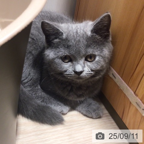 スコティッシュフォールドの写真