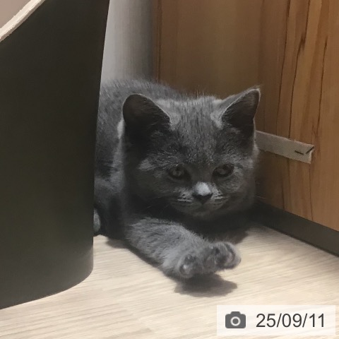 スコティッシュフォールドの写真