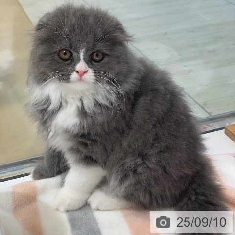 スコティッシュフォールドの写真
