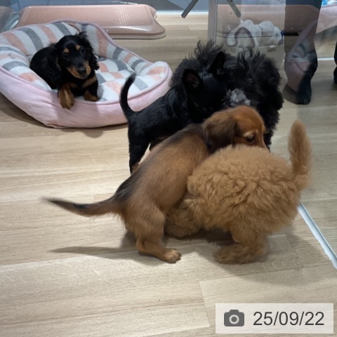 トイ・プードルの写真