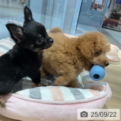 トイ・プードルの写真