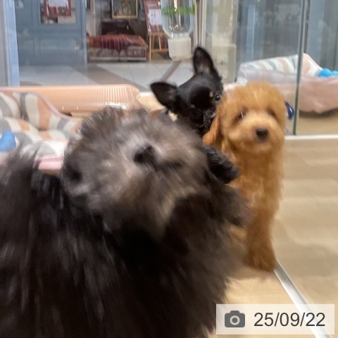 トイ・プードルの写真