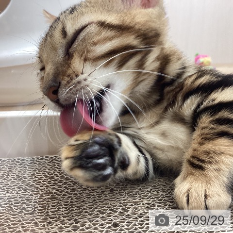 ジェネッタの写真