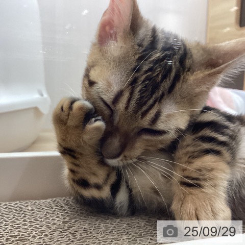 ジェネッタの写真