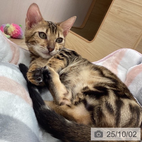 ジェネッタの写真