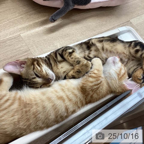 ジェネッタの写真