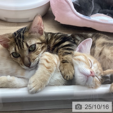 ジェネッタの写真