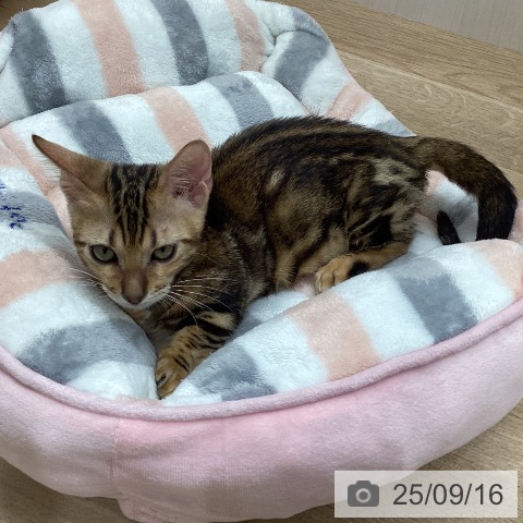 ジェネッタの写真