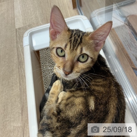 ジェネッタの写真