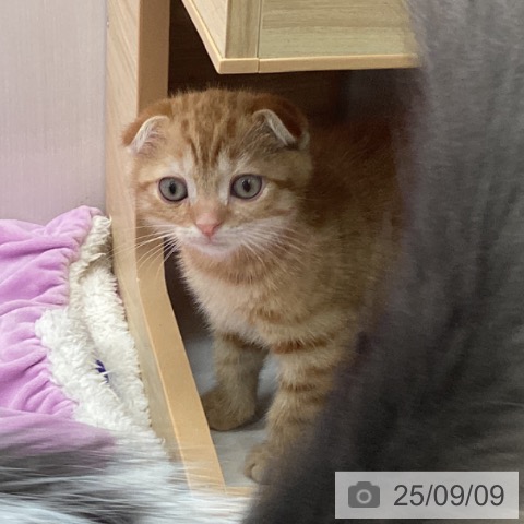 スコティッシュフォールドの写真