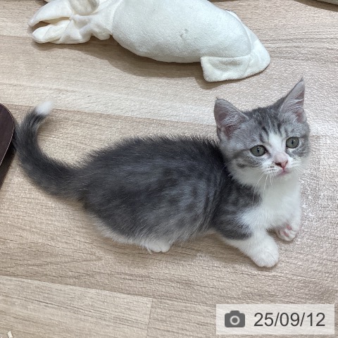 マンチカンの写真