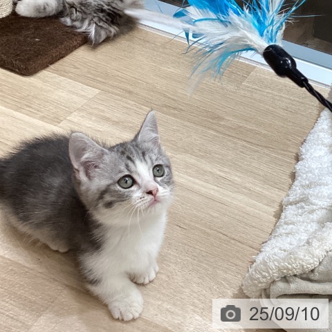 マンチカンの写真
