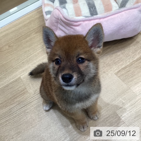 柴の写真
