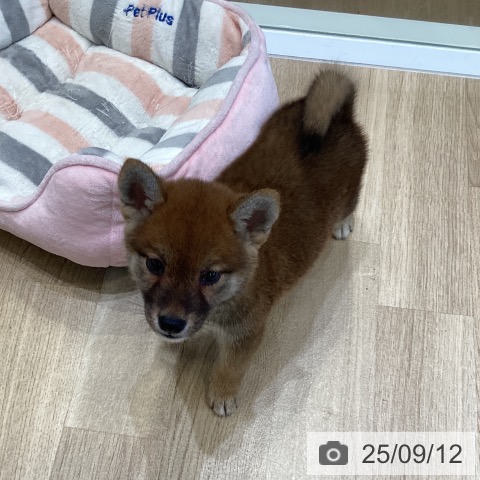 柴の写真