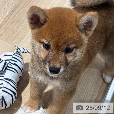 柴の写真