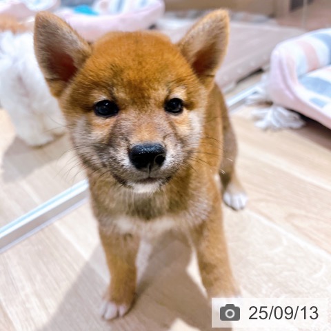 柴の写真