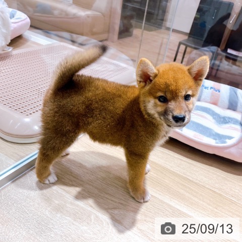 柴の写真