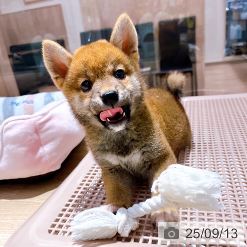 柴の写真